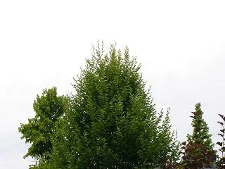 k-IMGP4321.webp