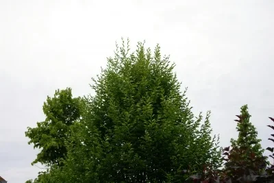 B 4316.webp