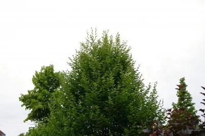 B 4317.webp