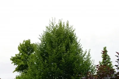B 4318.webp