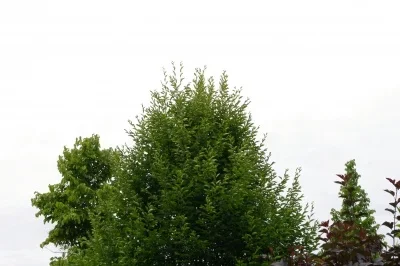 B 4320.webp