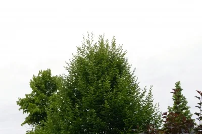 B 4321.webp