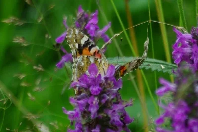 butterfly-crop-3.webp