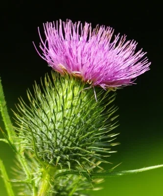 distel-crop-1.webp