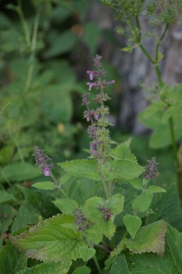 Nessel3.jpg Nessel3.jpg