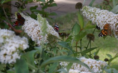 260709-1.JPG 260709-1.JPG