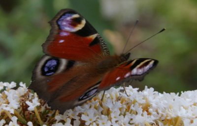 260709-3.JPG 260709-3.JPG