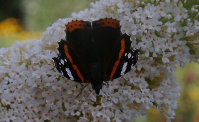 260709-2.JPG 260709-2.JPG