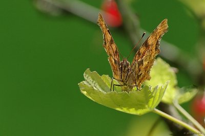 PEFalter.jpg PEFalter.jpg