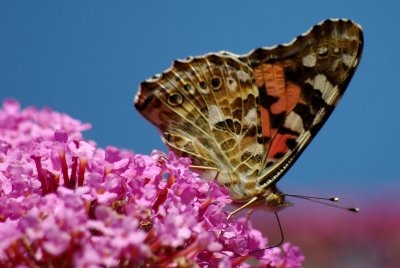 090725 Distelfalter 005.jpg