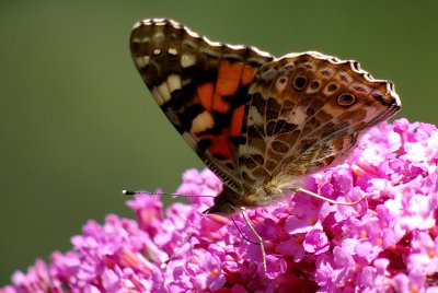 090725 Distelfalter 003.jpg