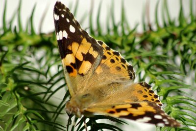 090725 Distelfalter 001.jpg