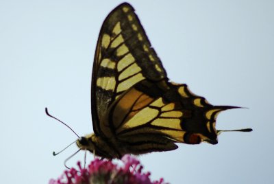 090725 Schwalbenschwanz 001.jpg