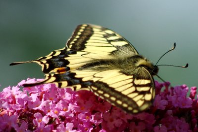 090725 Schwalbenschwanz 002.jpg