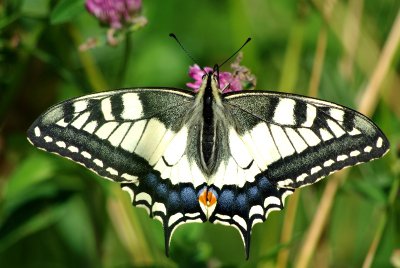 090725 Schwalbenschwanz 003.jpg