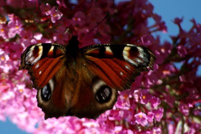 090725 TagPfauenauge 001.jpg