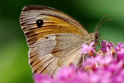 090725 Schmetterling 001.jpg