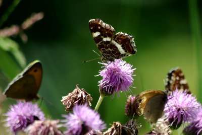 090726 Schmetterlingswiese 001.jpg