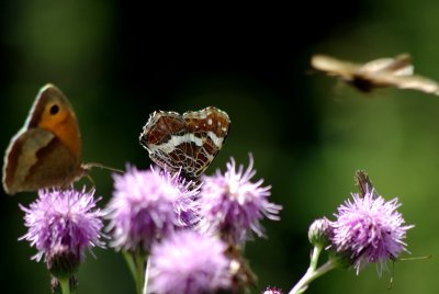 090726 Schmetterlingswiese 002.jpg