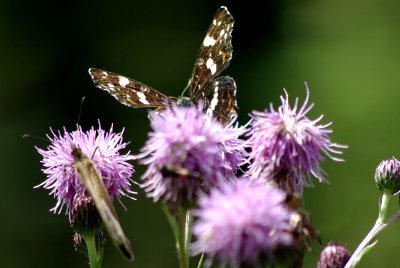 090726 Schmetterlingswiese 003.jpg