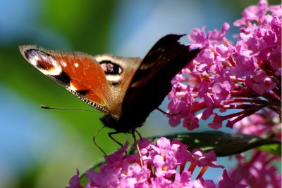 090725 TagPfauenauge verletzt.jpg