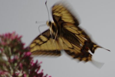 090725 Im Anflug.jpg