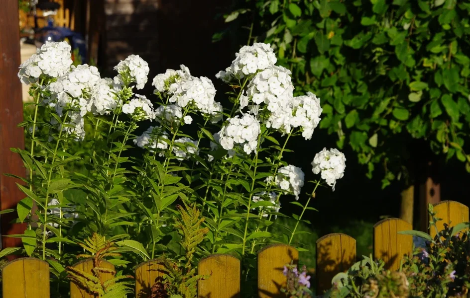 IMGP5809.webp