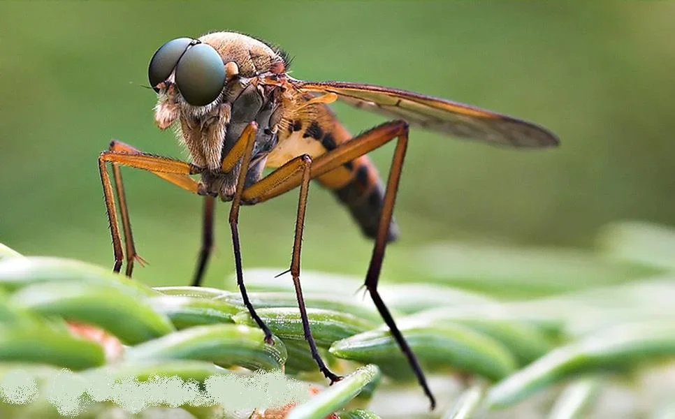 fliege.webp