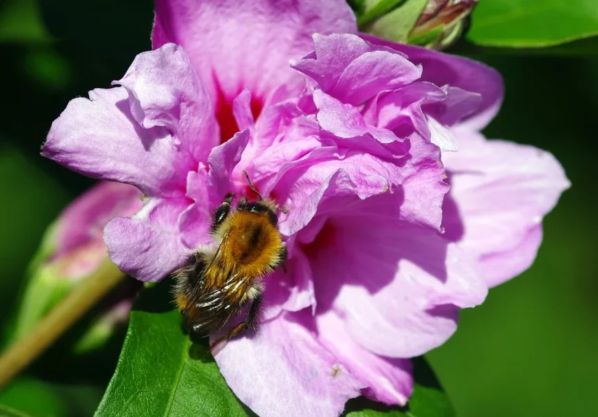 IMGP5197.webp