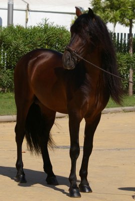 entendido XXXVII 0126.jpg