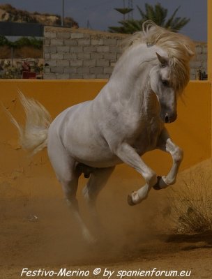 festivo 0038.jpg