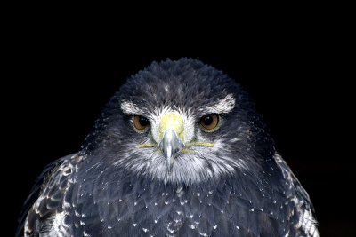Greifvogel_04.jpg
