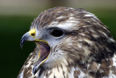 Mäusebussard04.jpg