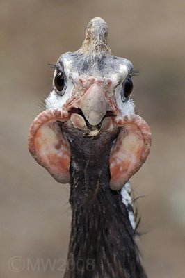 Perlhuhn09.jpg