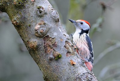 mittelspecht_5275a.jpg mittelspecht_5275a.jpg