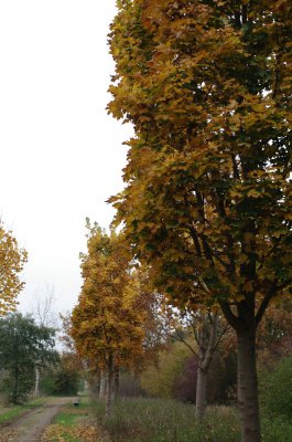 Herbstwege2-4.jpg