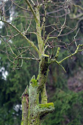 Baum.jpg Baum.jpg