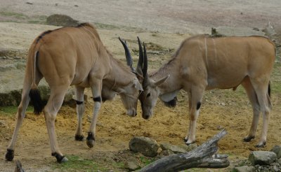 comp_MORG4136.jpg comp_MORG4136.jpg