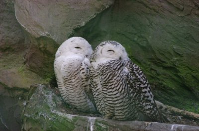 comp_sche.jpg comp_sche.jpg