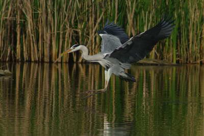 Reiher001.jpg Reiher001.jpg