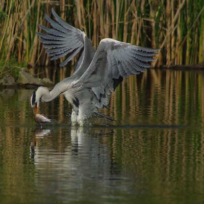 Reiher002.jpg Reiher002.jpg