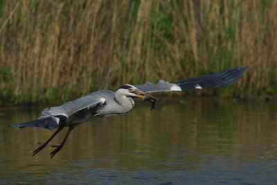 Reiher003.jpg Reiher003.jpg