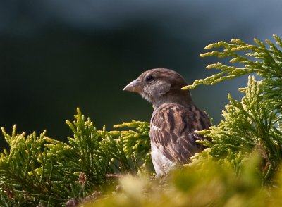 K_7_5239_300_mm_ISO_100_1-500_Sek._bei_ƒ_-_4,0.jpg