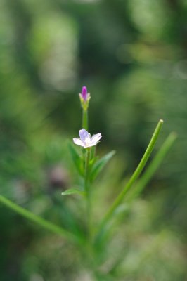 Bokeh (klein).jpg