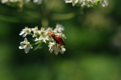 Makro (klein).jpg