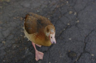 Ente (klein).jpg