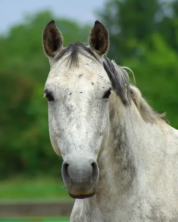 pferd.webp