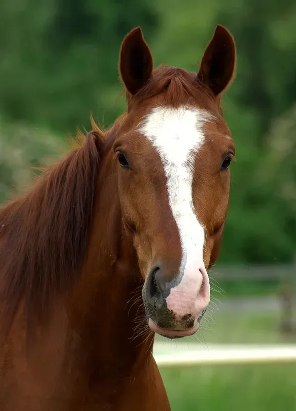 pferd1.webp