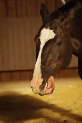 IMGP9100.webp