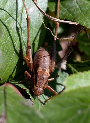 K_7_9710_100_mm_ISO_125_1-200_Sek._bei_ƒ_-_7,1.jpg K_7_9710_100_mm_ISO_125_1-200_Sek._bei_ƒ_-_7,1.jpg